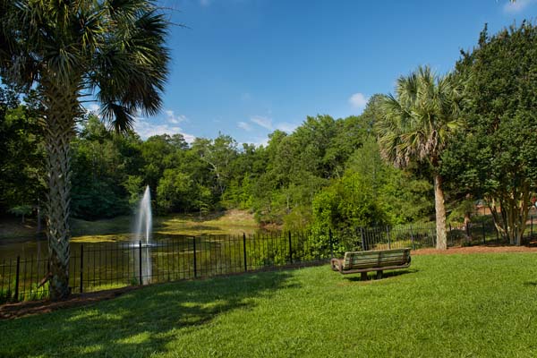 Photo of Pond and Trees